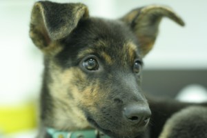 Dolsa, cuando era cachorrita.