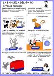 Errores comunes en la bandeja del gato