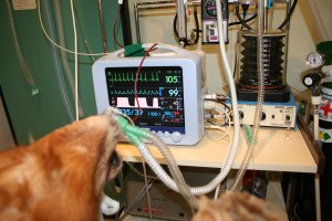 Anestesia inhalatoria monitorizada