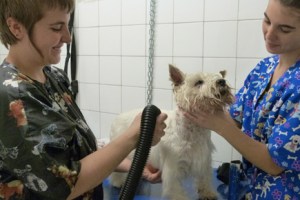 Secando a una preciosidad de perro.