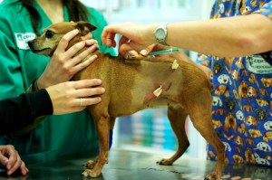 Vetsia y Ervet son nuestros centros de urgencia de referencia