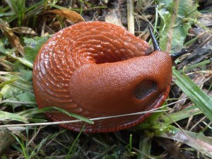 Hay babosas de varios colores, pero las naranjas son las que más llaman la atención ¿no te parece?