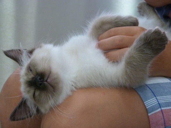 El buen manejo es la clave para evitar el estrés del gato en la clínica